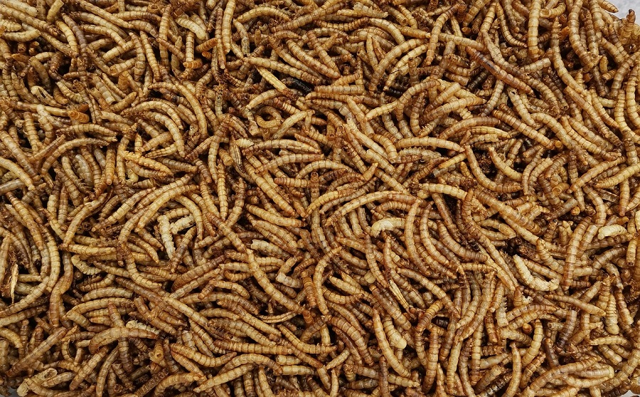 Insectes