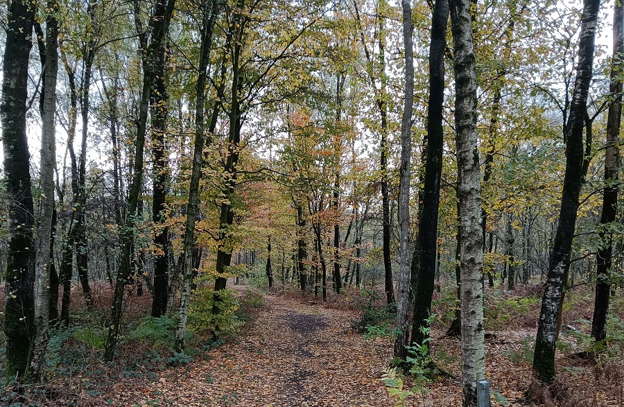Chemin forêt