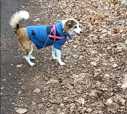 Chien en pull dans forêt