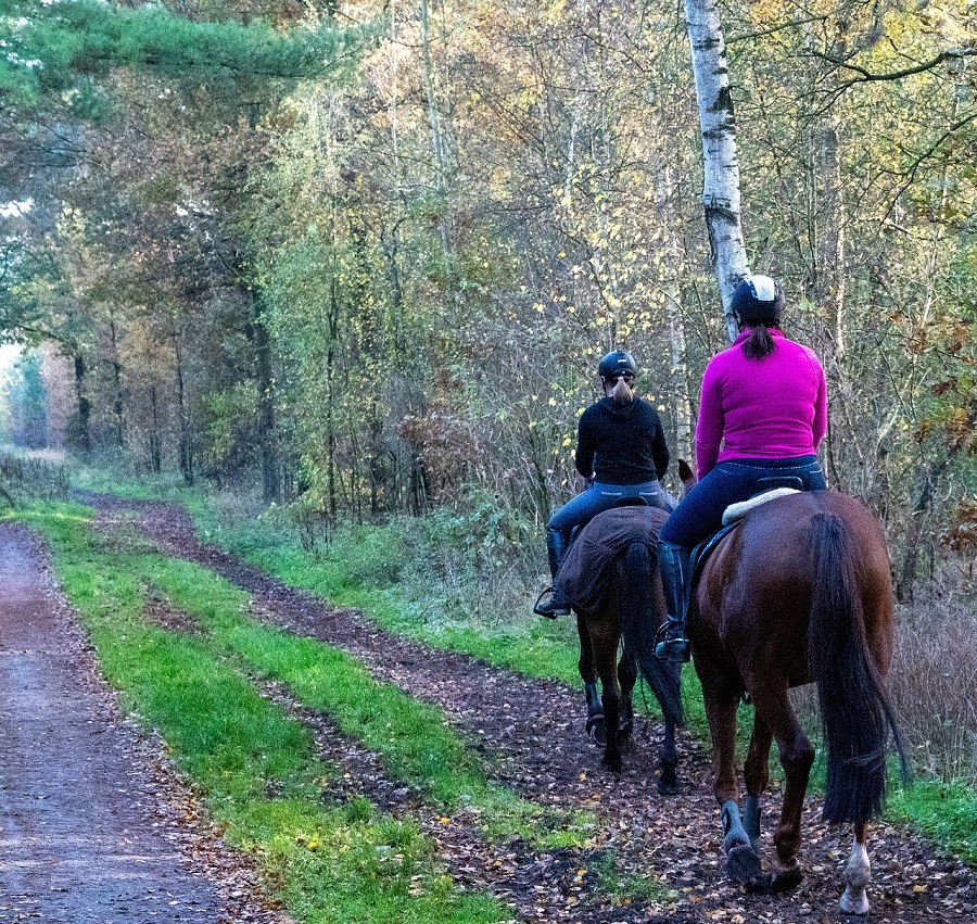 Cavaliers dans un bois