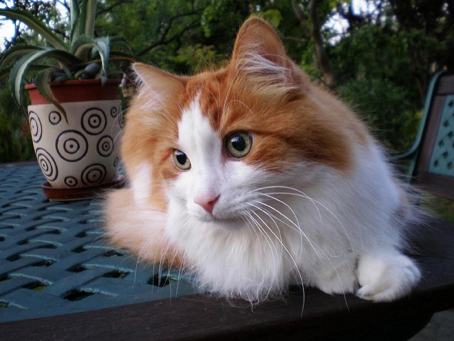 Angora Turc