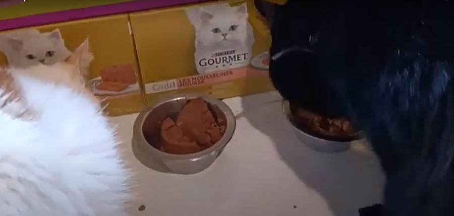 Chats qui mangent de la pâtées