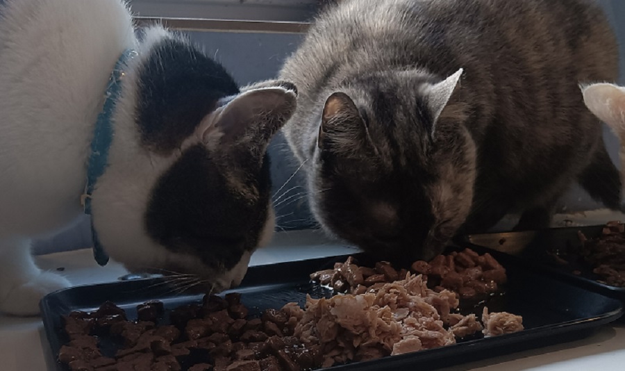 Chats qui mangent de la Pâatée