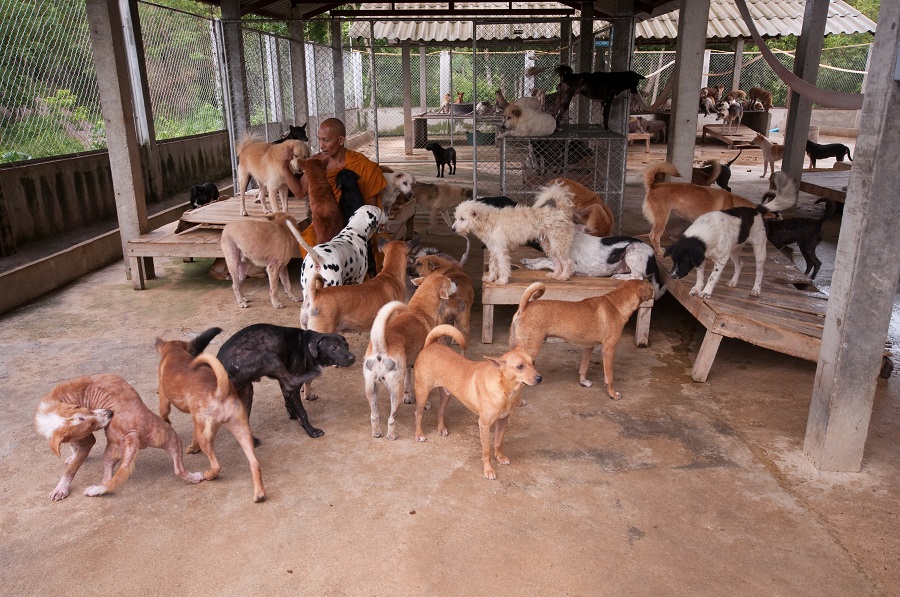 Chiens dans un refuge