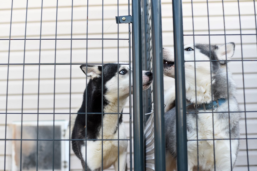 2 huskys de Sibérie dans un refuge