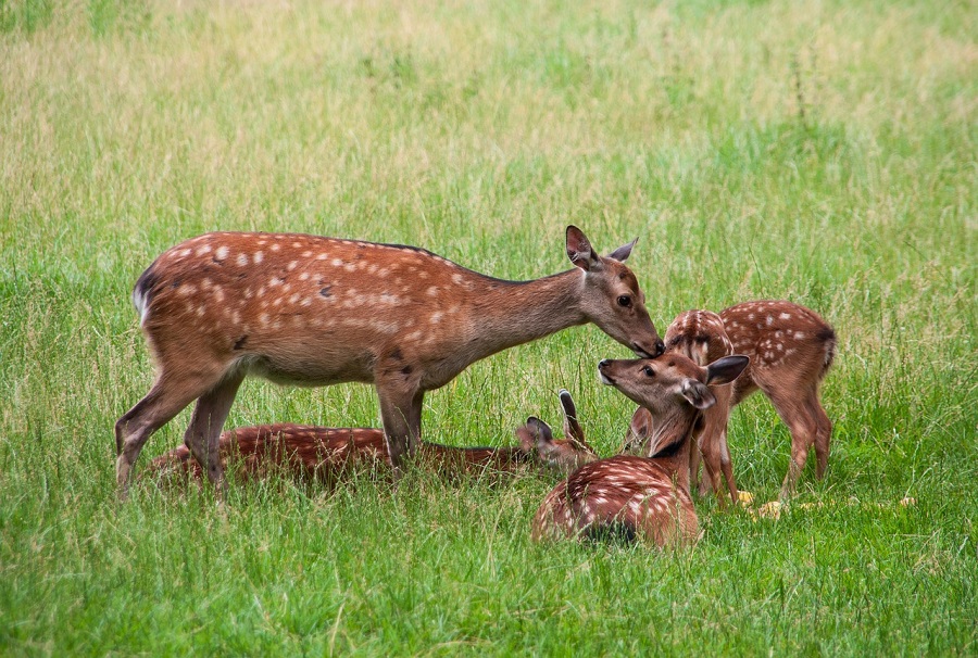 Chevreuil et bébé