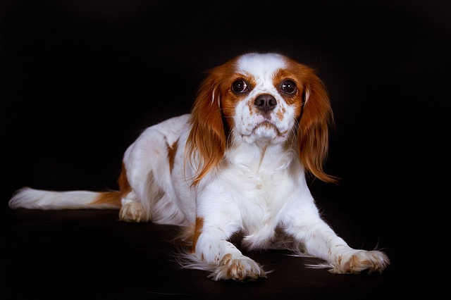 Cavalier King Charles