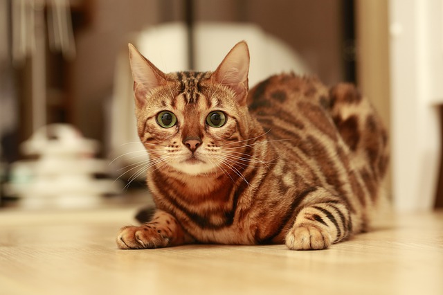 Le Bengal