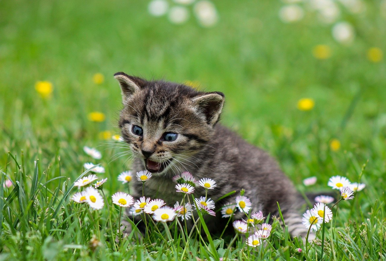 Mignons petits chats