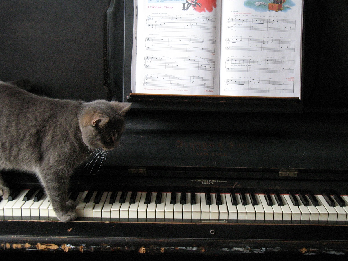 Chat joue au piano