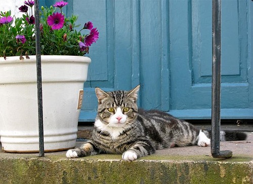 Chat sur le pas de porte