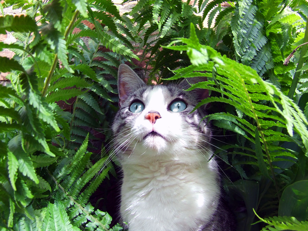 Chat dans un buisson