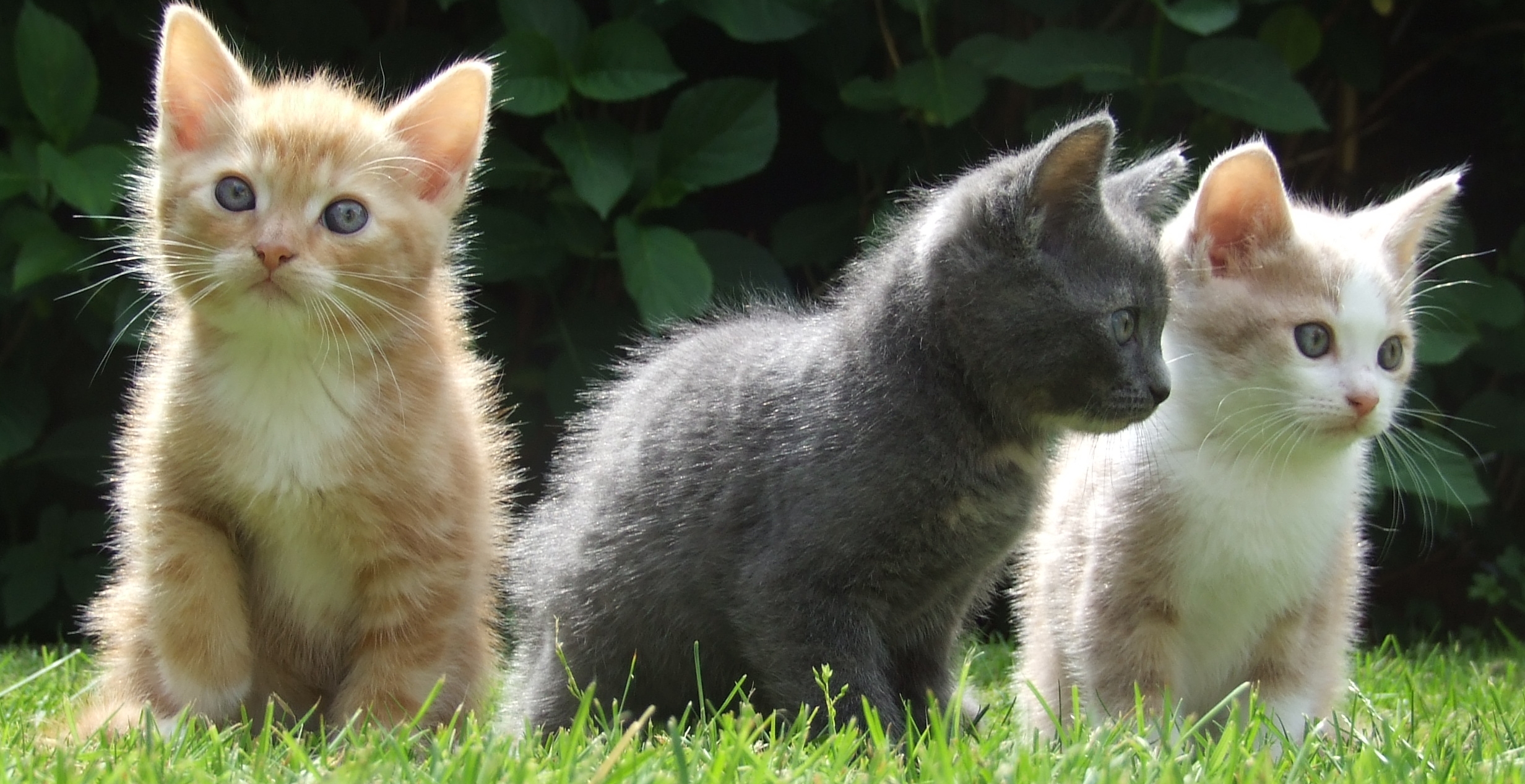 Mignons petits chats