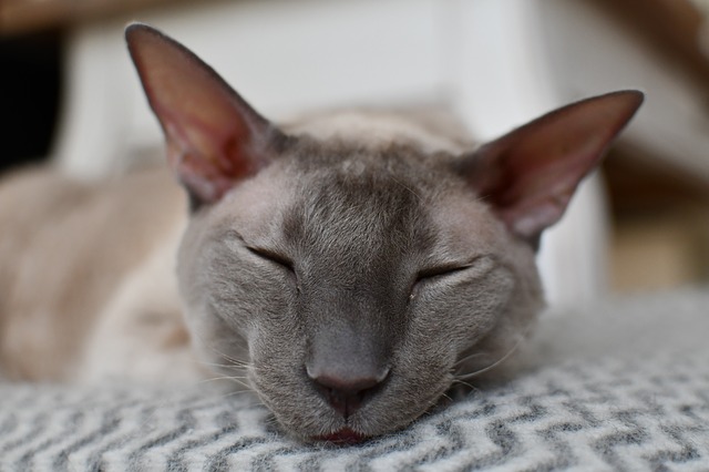 Le Cornish Rex