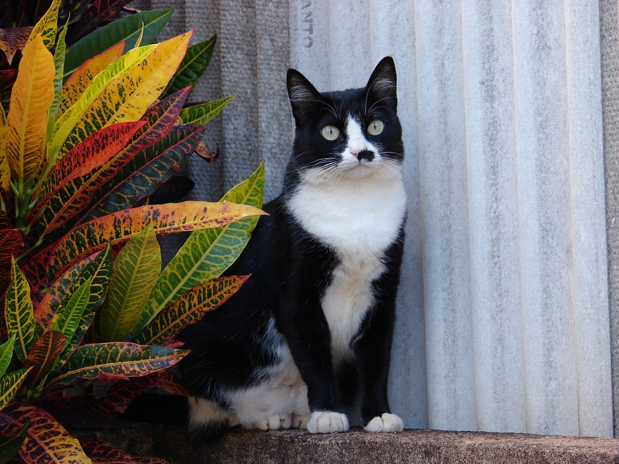 Chat noir et blanc