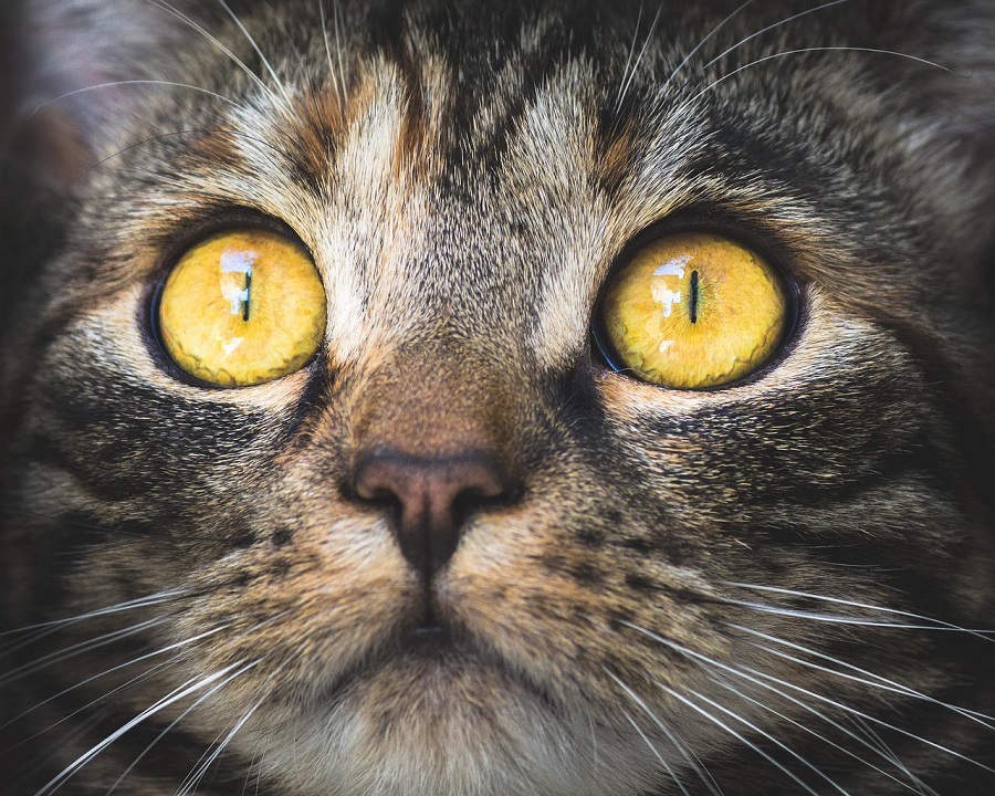 Regard de chat