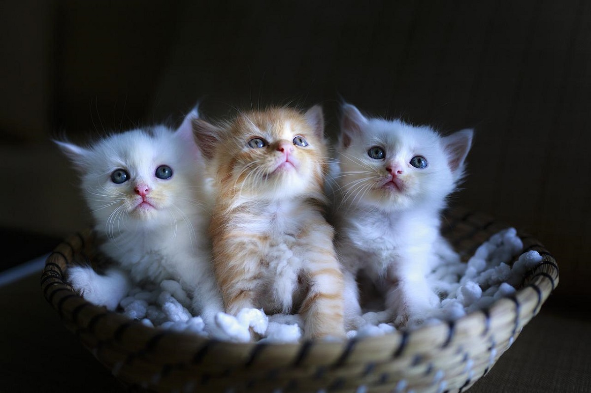 3 chatons