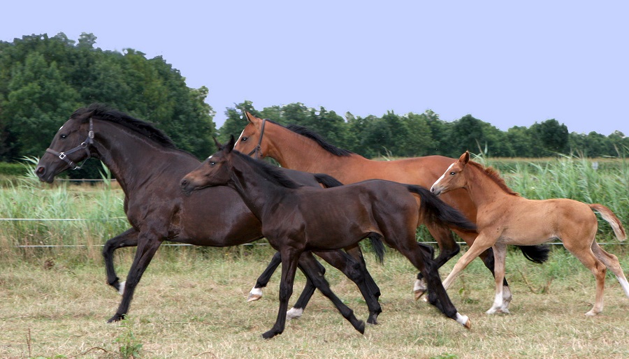 Chevaux