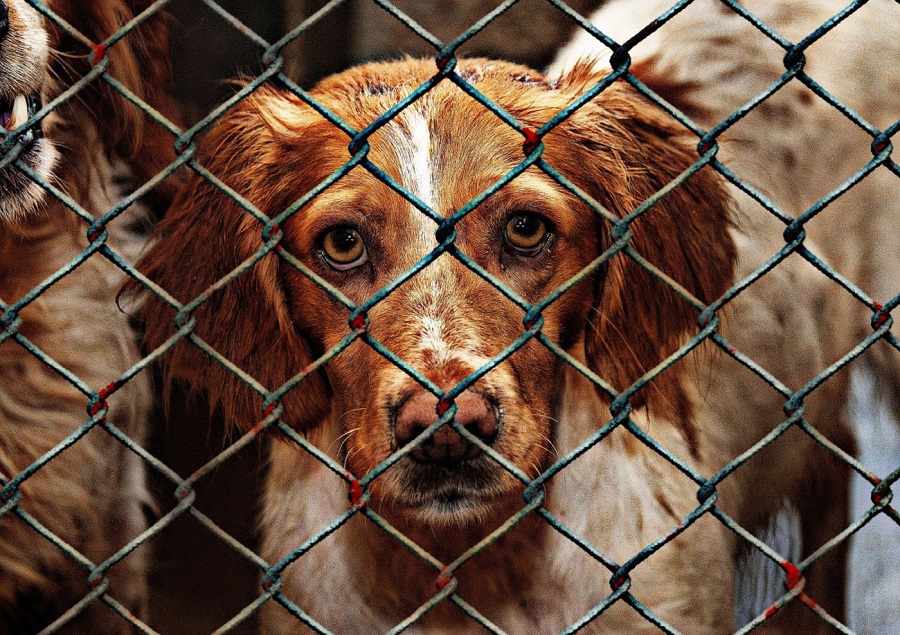 Chien en fourrière