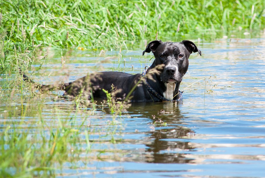 American Staffordshire Terrier