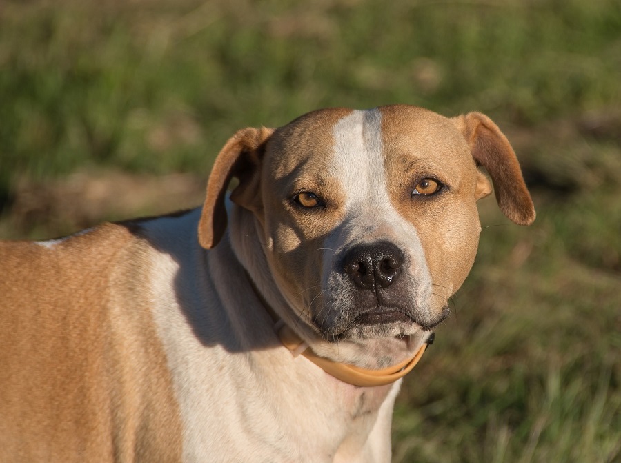 American Staffordshire Terrier