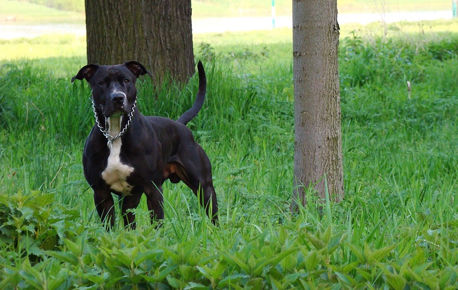 American Staffordshire Terrier