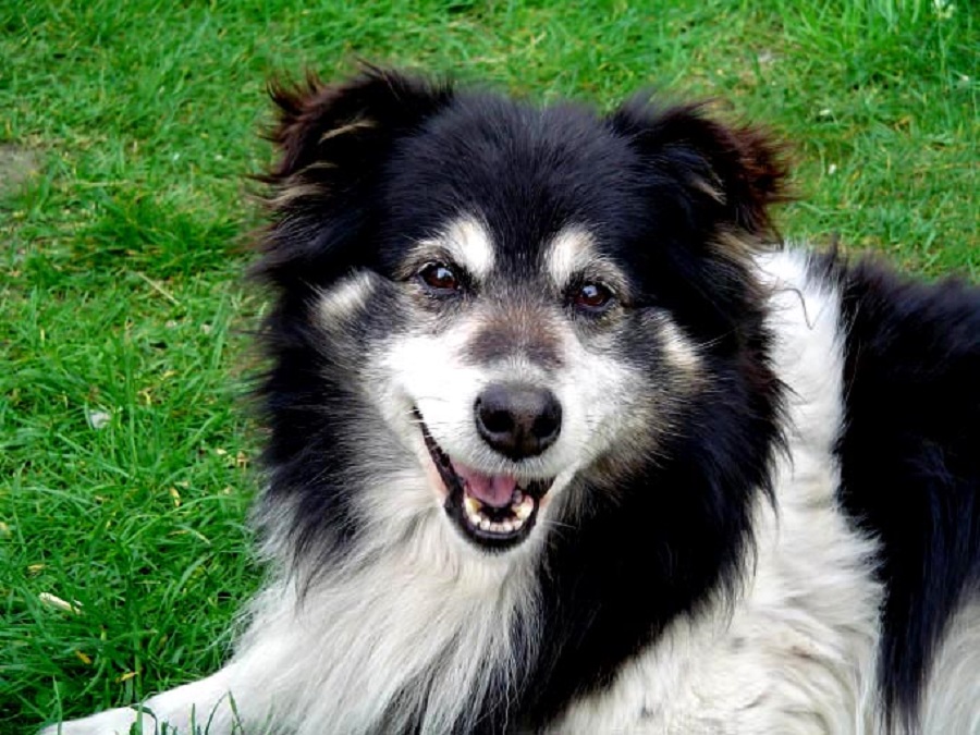 Border Collie