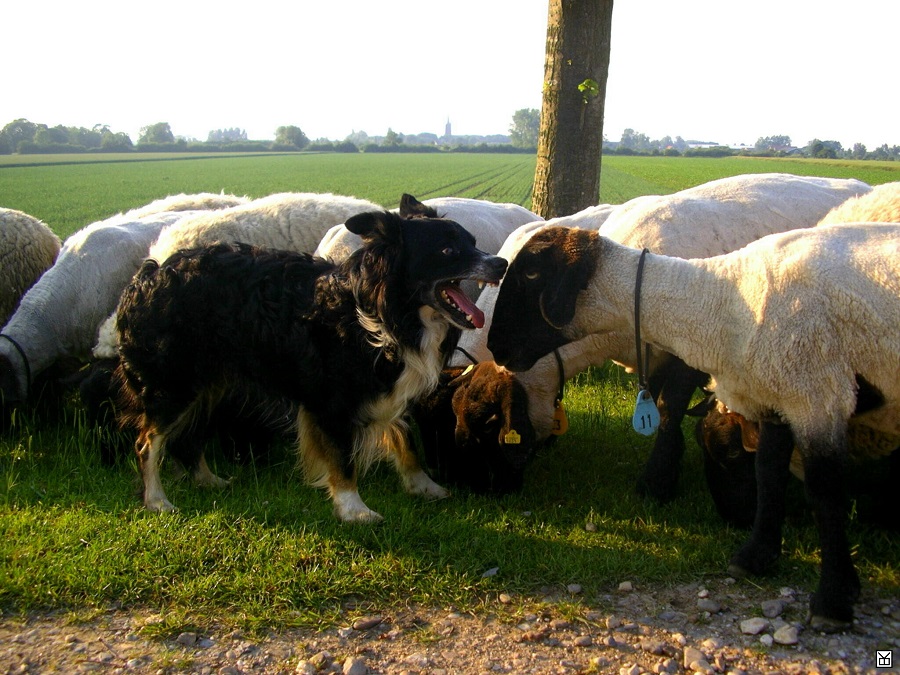 Border Collie