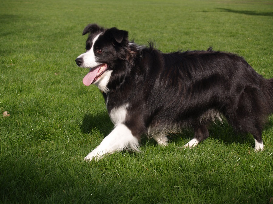 Border Collie