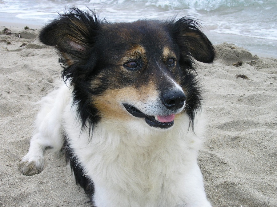 Border Collie