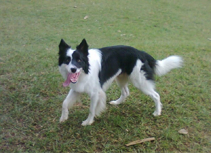 Border Collie