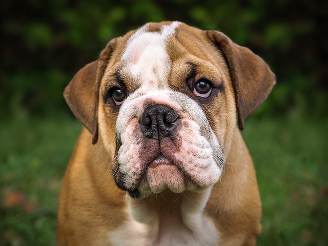 Bulldog Anglais