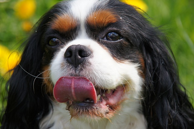 Cavalier King Charles