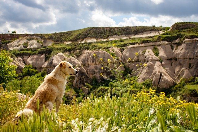 Chien dans la montagne