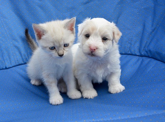 Chaton et chiot