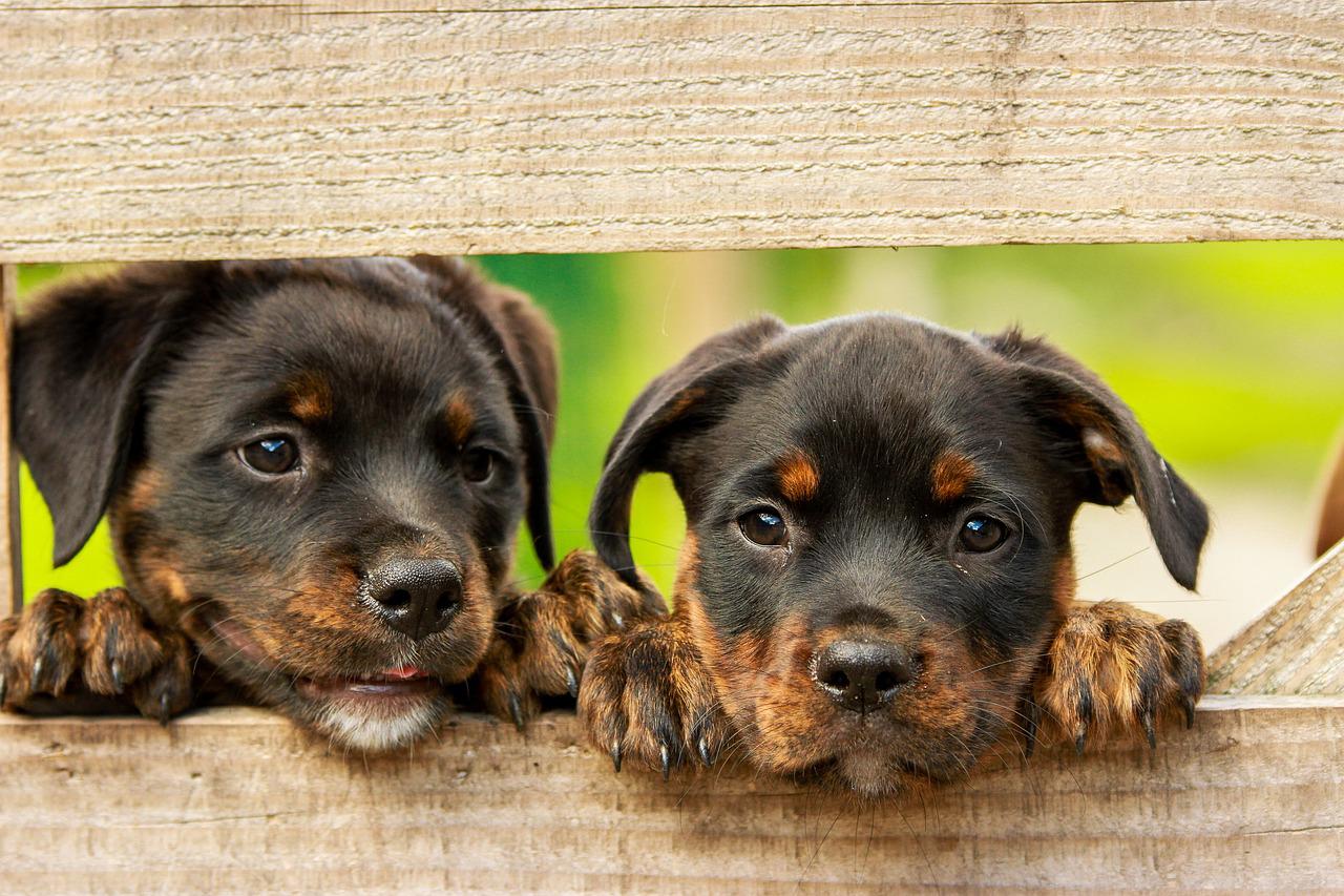 2 mignons chiots Rottweiler