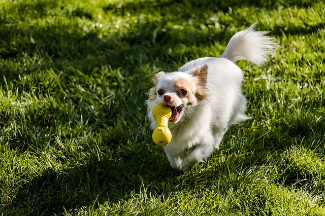 Chihuahua qui joue dans un jardin