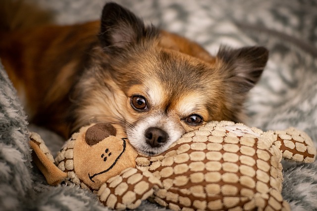 Chihuahua sur son coussin