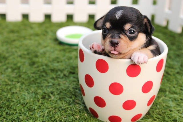 Chihuahua dans une tasse