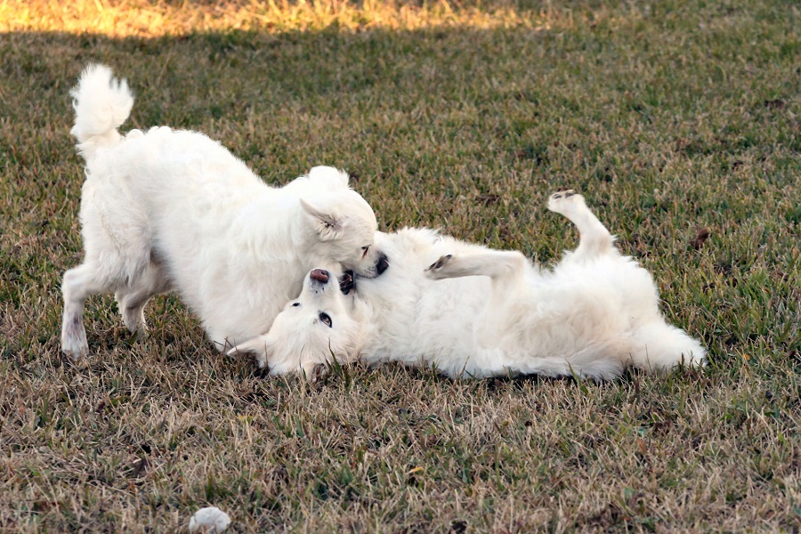 Chiens qui jouent