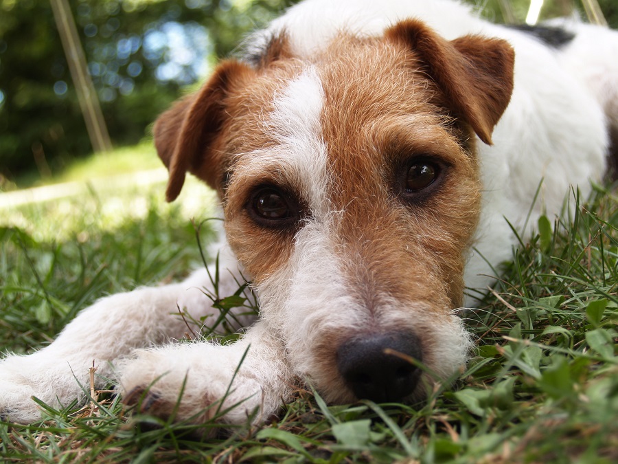 Jack Russell Terrier