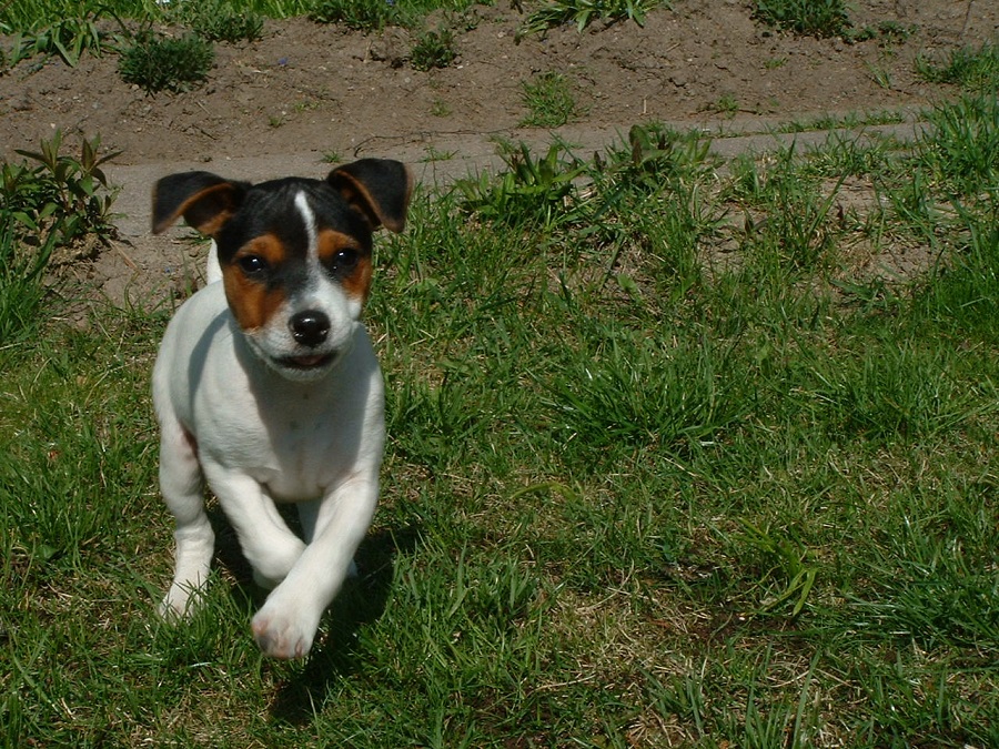 Jack Russell Terrier