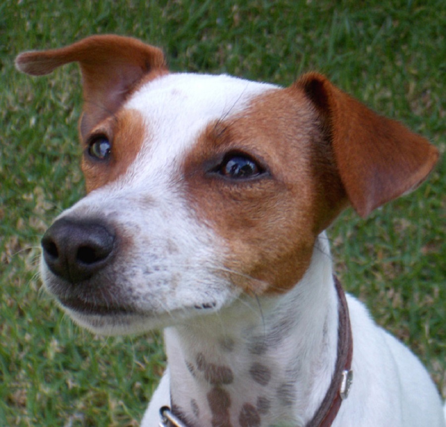 Jack Russell Terrier