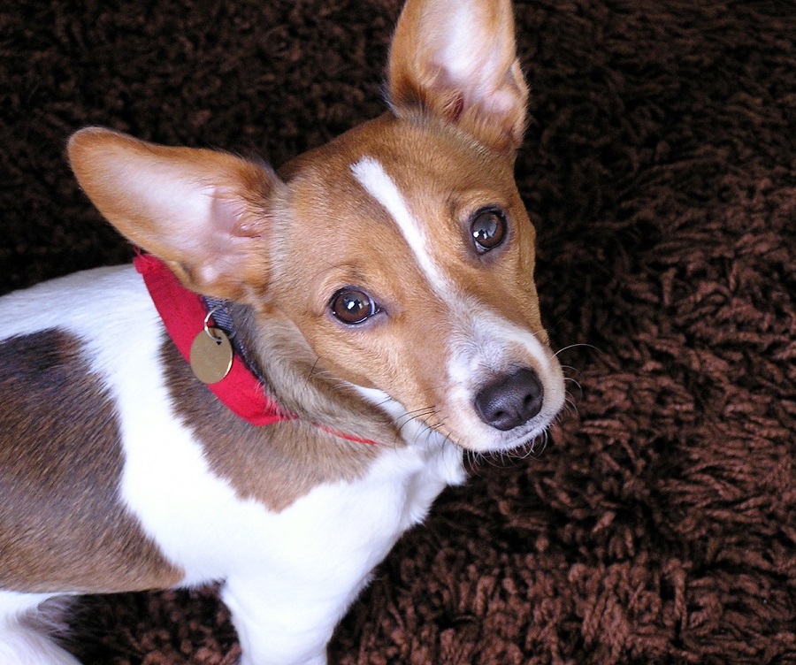 Jack Russell Terrier