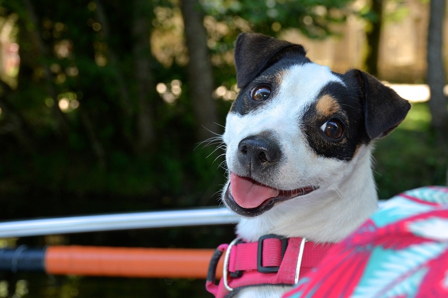 Jack Russell Terrier