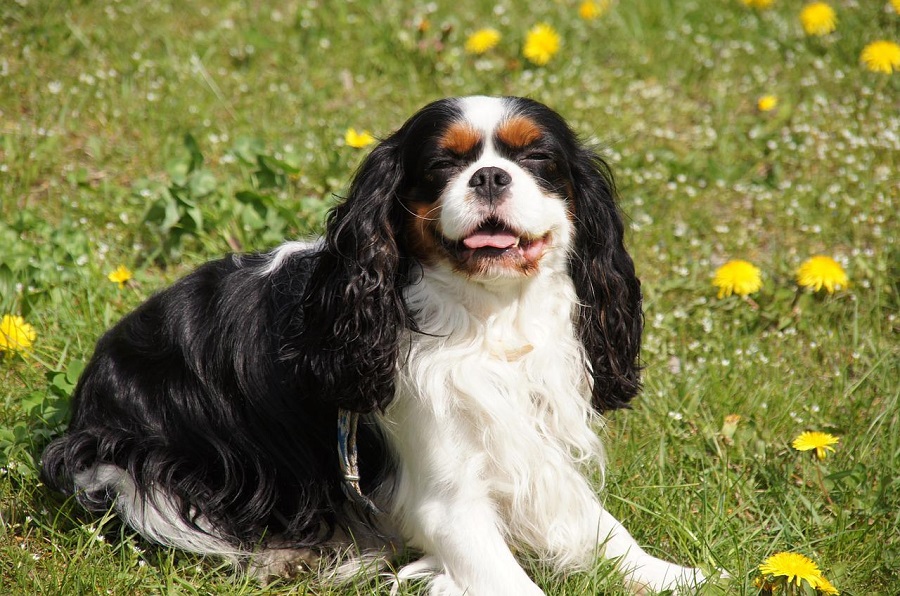 Cavalier King Charles