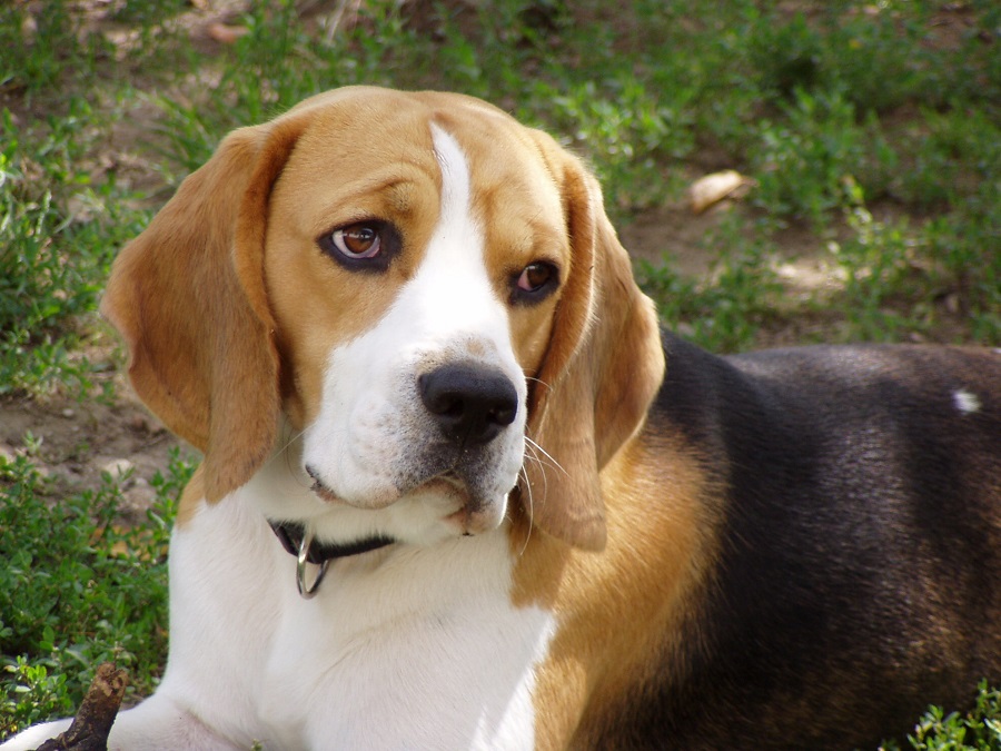 Beagle