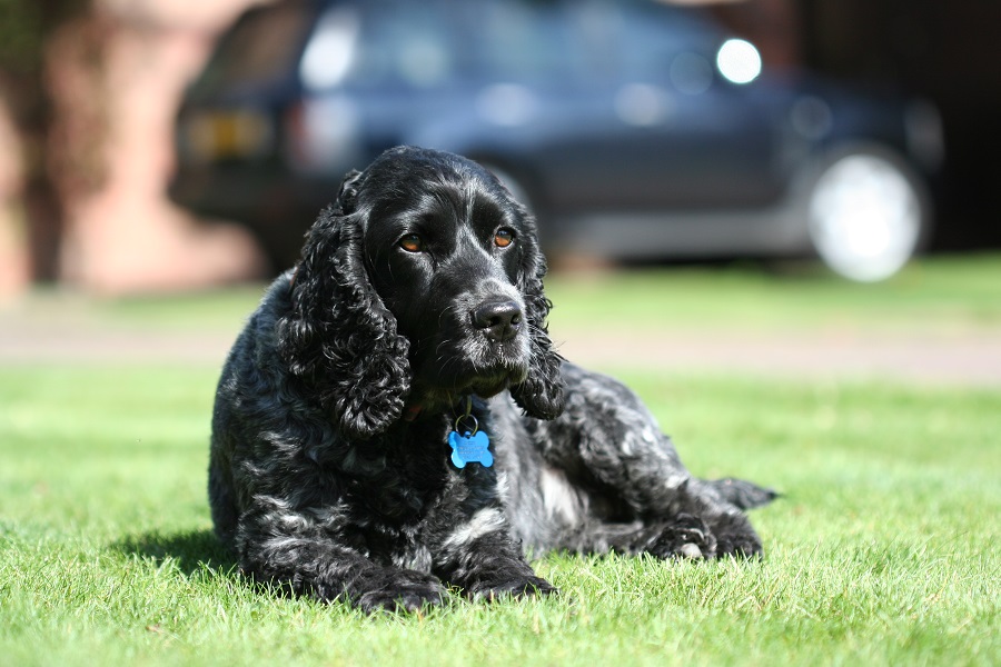 Cocker Spaniel Anglais