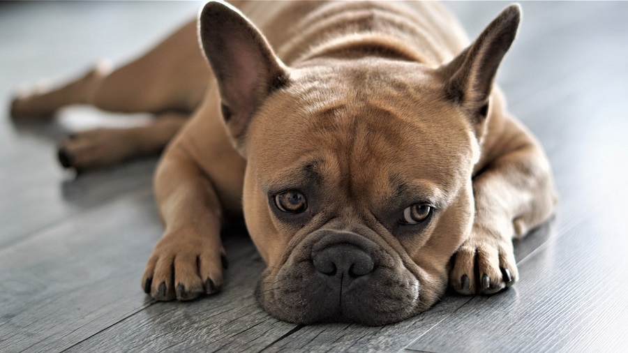 Bouledogue français