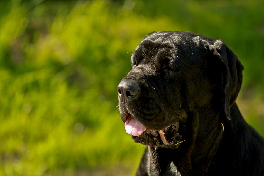 Cane Corso